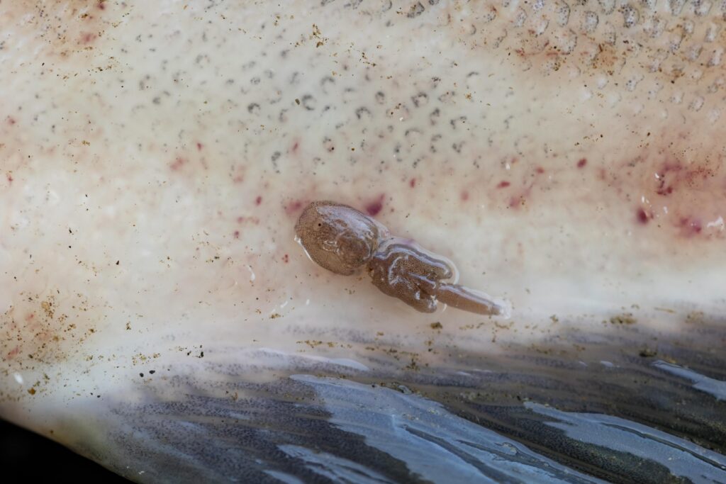 Small sea louse on fish scales