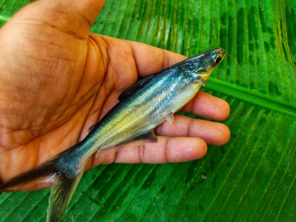 Pangasius catfish in hand in banana leaf