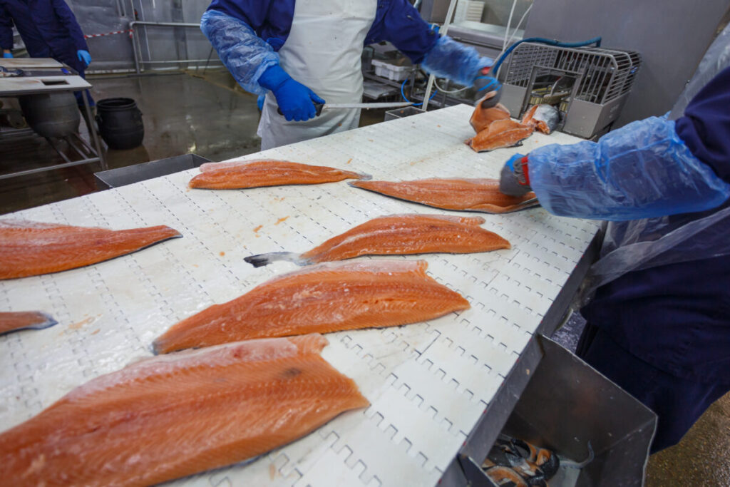 A fish factory worker processes a salmon fillet with a knife. Workshop of big processing facility.