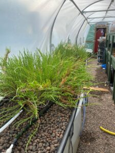 Samphire grown using hydroponics