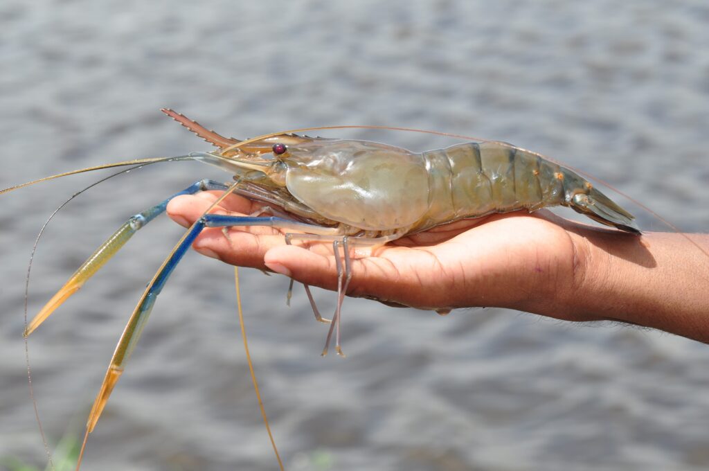 A large shrimp pr prawn held in a farmer's hand