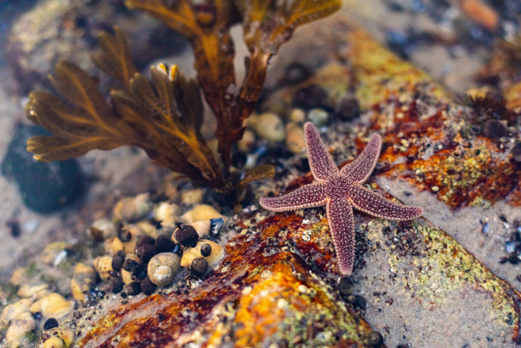 starfish on rocks on the seabed