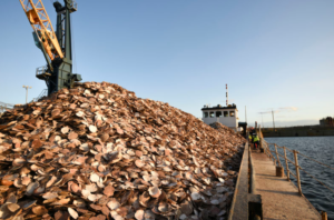 Barge loaded with scallop shells