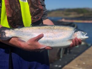 Kames steelhead trout