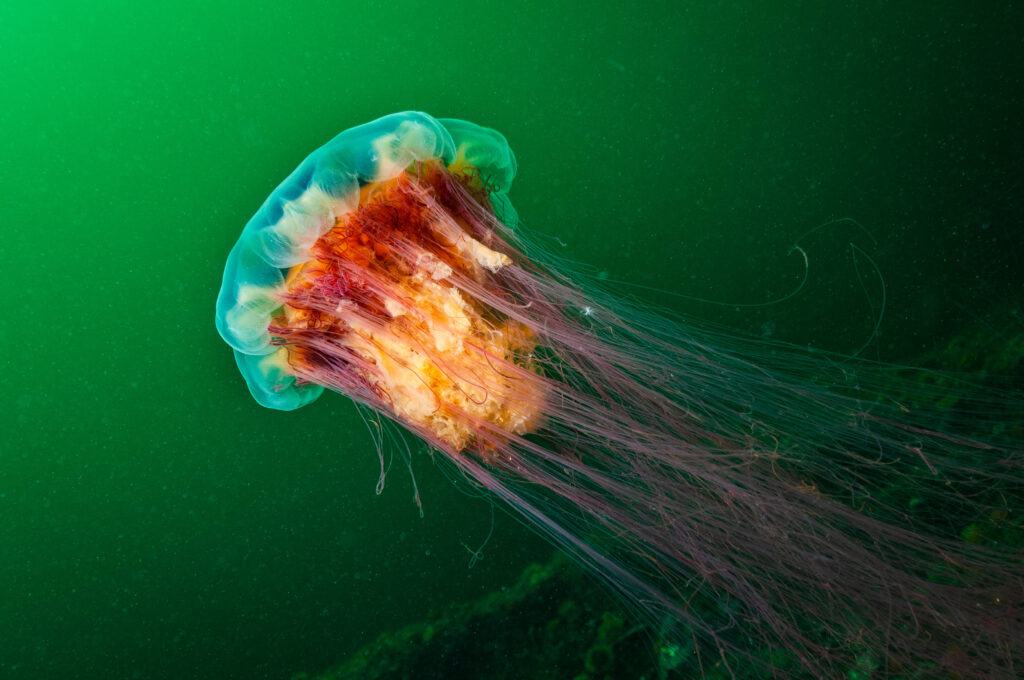 Jellyfish in the sea