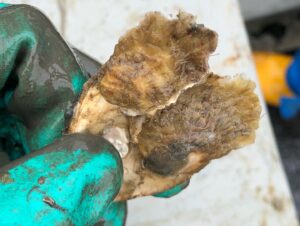 Natural oyster spat settlement on shell