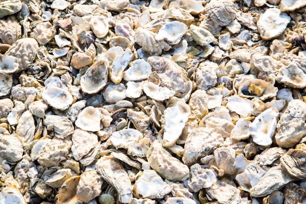 Old oyster shells in Essex