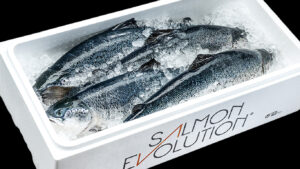 Salmon Evolution fish on ice