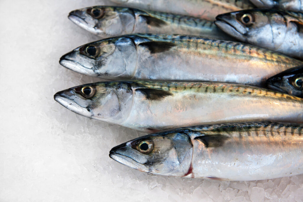 Mackerel helped take Norwegian seafood exports to their highest ever level, in October 2024