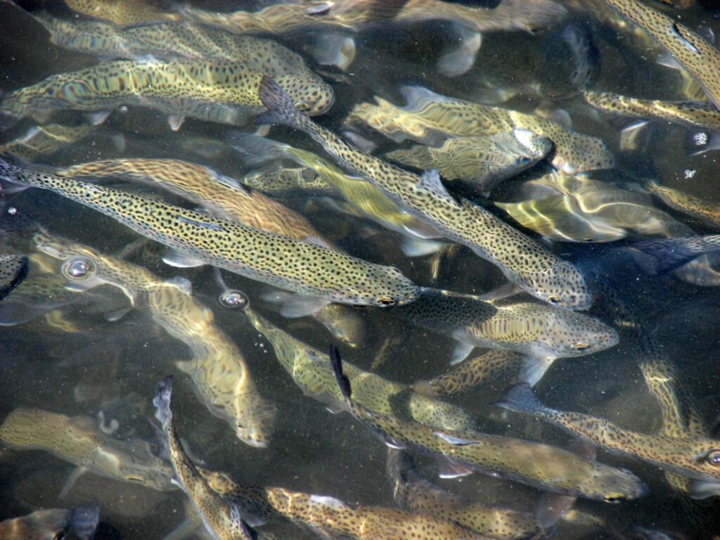 Trout in pond