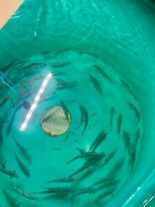 Young salmon in trial tank